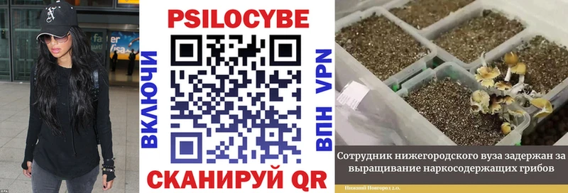 Псилоцибиновые грибы мицелий  мега   Черноголовка 